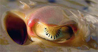 Raja polystigma_019.jpg